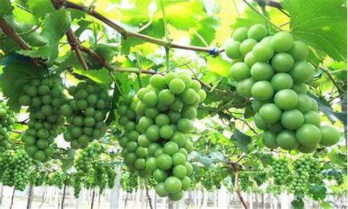 葡萄的管理技术与方法_庭院葡萄的管理技术与方法