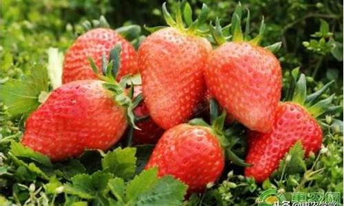 草莓种子育苗方法全过程_草莓种子育苗方法全过程视频